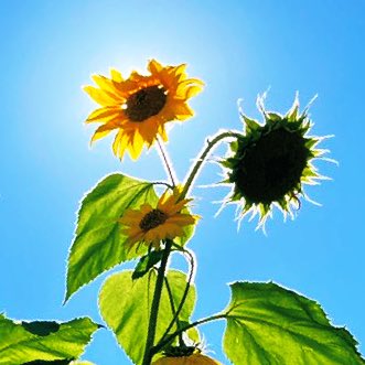 FancyCaroline's tweet image. #NewProfilePic