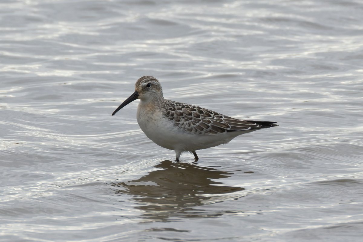 First visit to <a href="/RSPBLeightonM/">RSPB Leighton Moss</a> yesterday, of course Beardies were top of the list. Not much action on the grit trays late morning and early afternoon, but plenty moving around the reedbeds. 2 curlew sand and 2 spotshanks from Morecambe Bay to finish