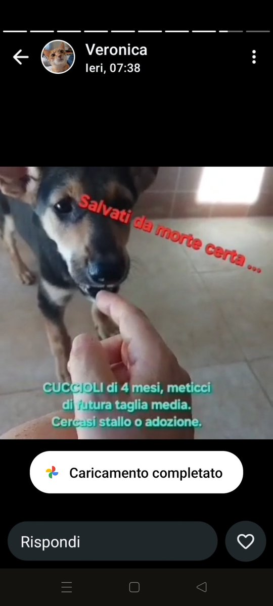CUCCIOLO DI 4 MESI, BELLISSIMO CERCA ADOZIONE O STALLO❤️❤️❤️🙏🙏🆘🆘🆘🆘🆘
ADOTTAMI COL CUORE ODV
349 632 5688
GRAZIE ❤️