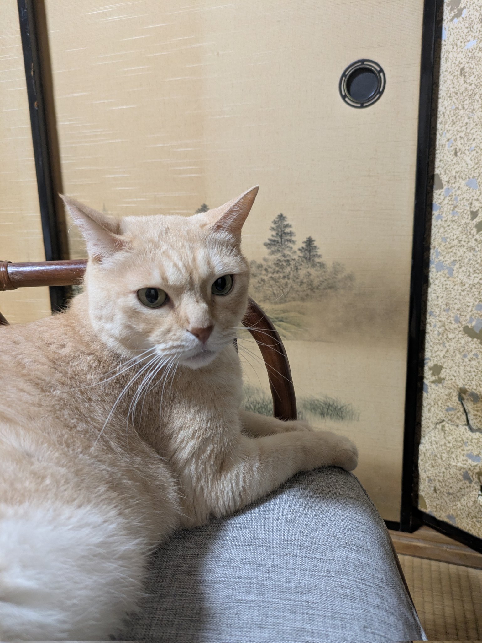 けあねこ(=^・^=) Amazon.co.jp: サンアロー(Sun Arrow) 化け猫あんずちゃん