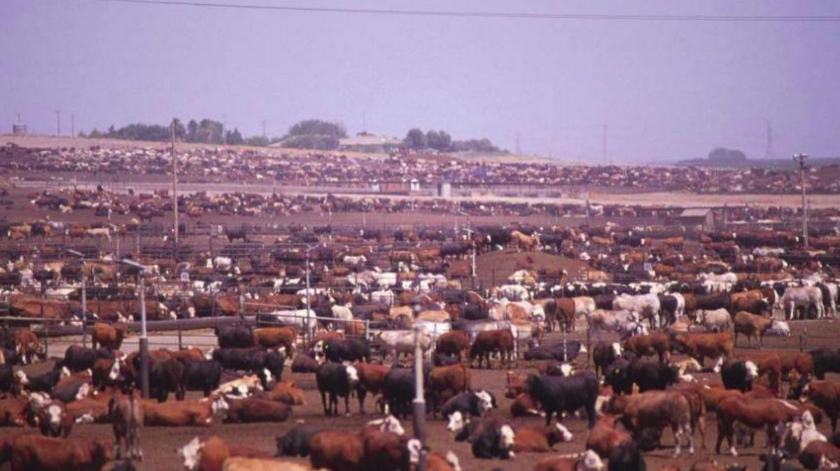 PalmOilDetect's tweet image. Experts warn that if #deforestation continues, #zoonotic #diseases jumping from wild #animals to humans will become a regular occurrence. 🦠🦟Yet another reason to #Boycottpalmoil 🌴🚫 and be #vegan 🍉🥦#Boycott4Wildlife #ClimateActionNow @palmoildetect palmoildetectives.com/2022/04/17/how…