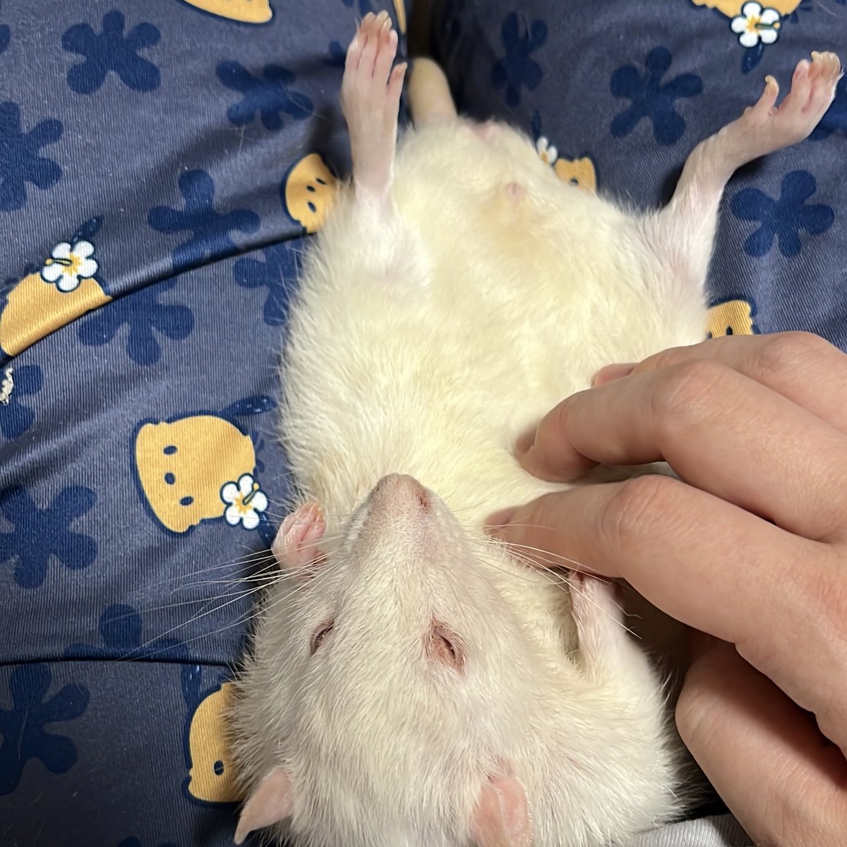 7/31にみたらし、9/26にスフレが亡くなり、それぞれ翌日に火葬を行いました。これまでかわいがってくださった皆様には心より感謝申し上げます。彼らにとっての生涯が幸福であったことを祈り、恥じぬ生き方をします💪 また会おうね！