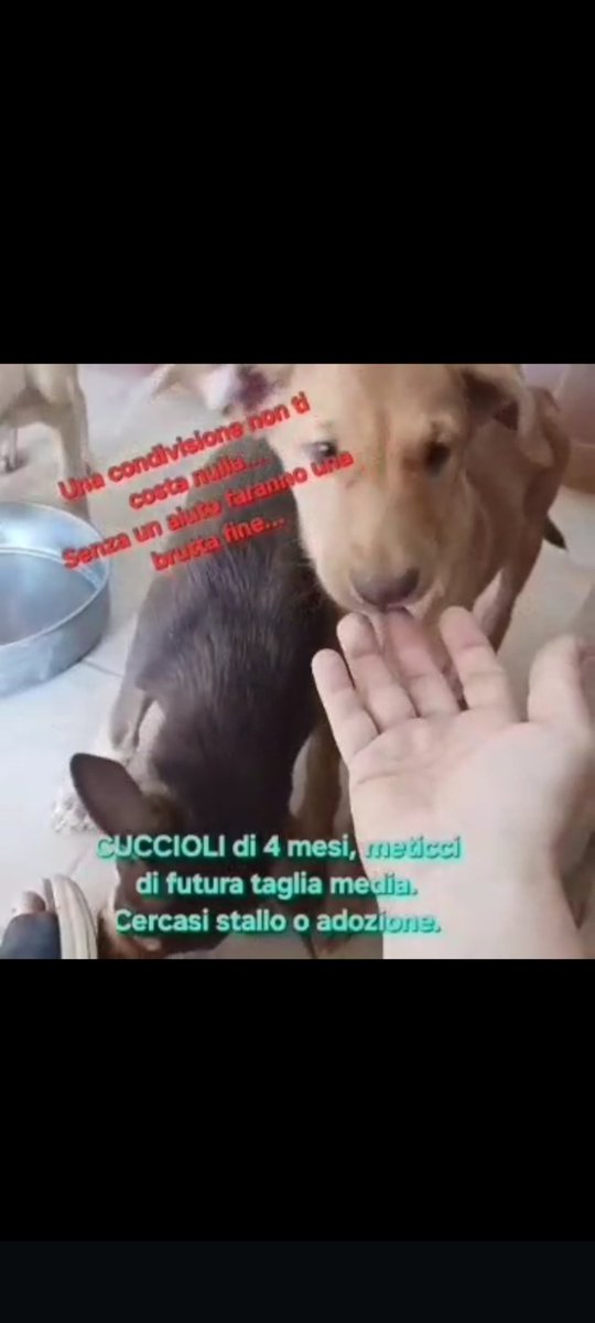 CUCCIOLI DI 4 MESI, CERCASI STALLO O ADOZIONE, SONO BELLISSIMI🆘❤️🙏
ADOTTAMI COL CUORE ODV 
349 632 5688
GRAZIE❤️