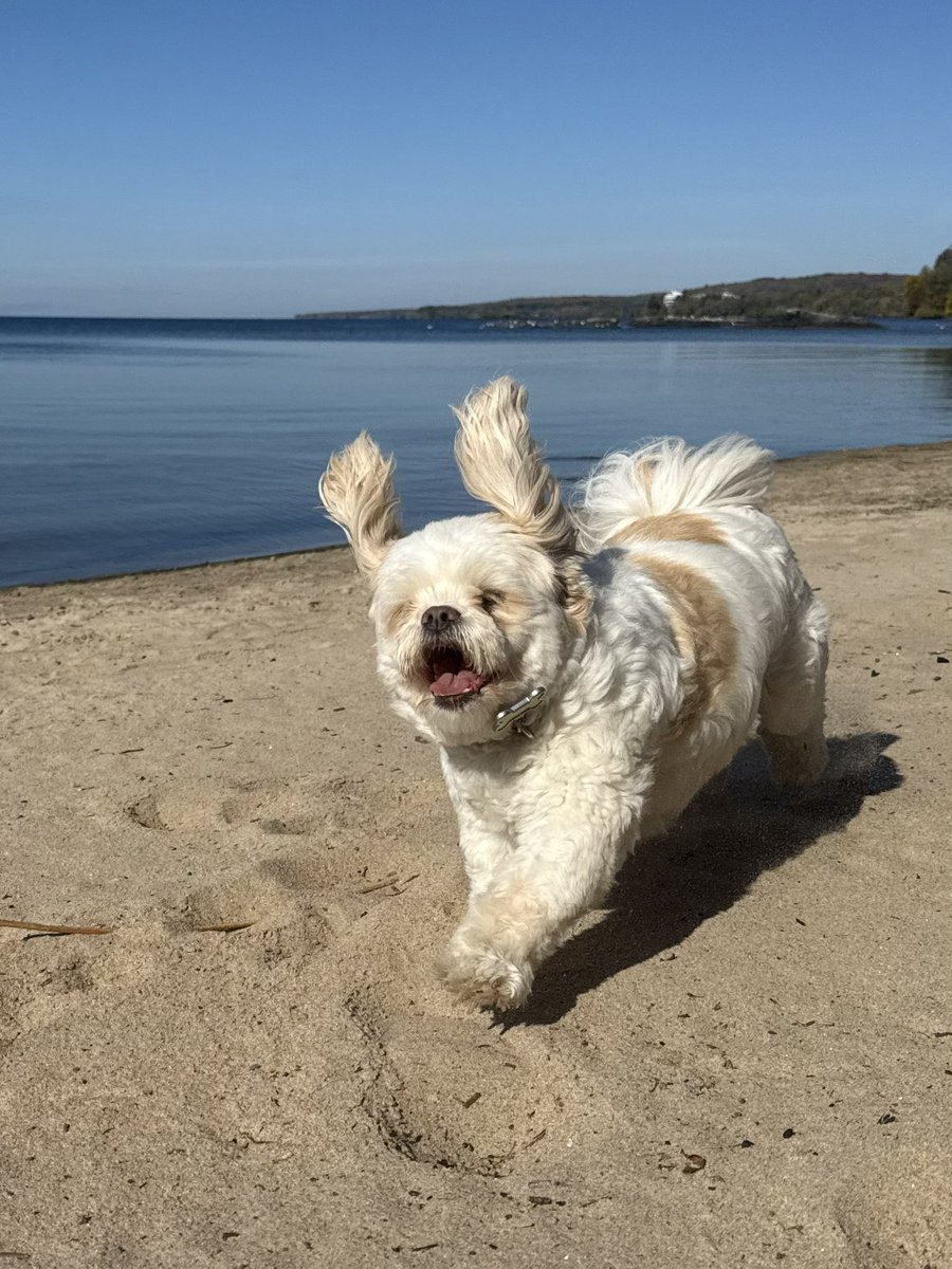 jtherapydog's tweet image. Good morning friends! 🐾🌞❤️
#WeekendSmiles #SaturdayFun