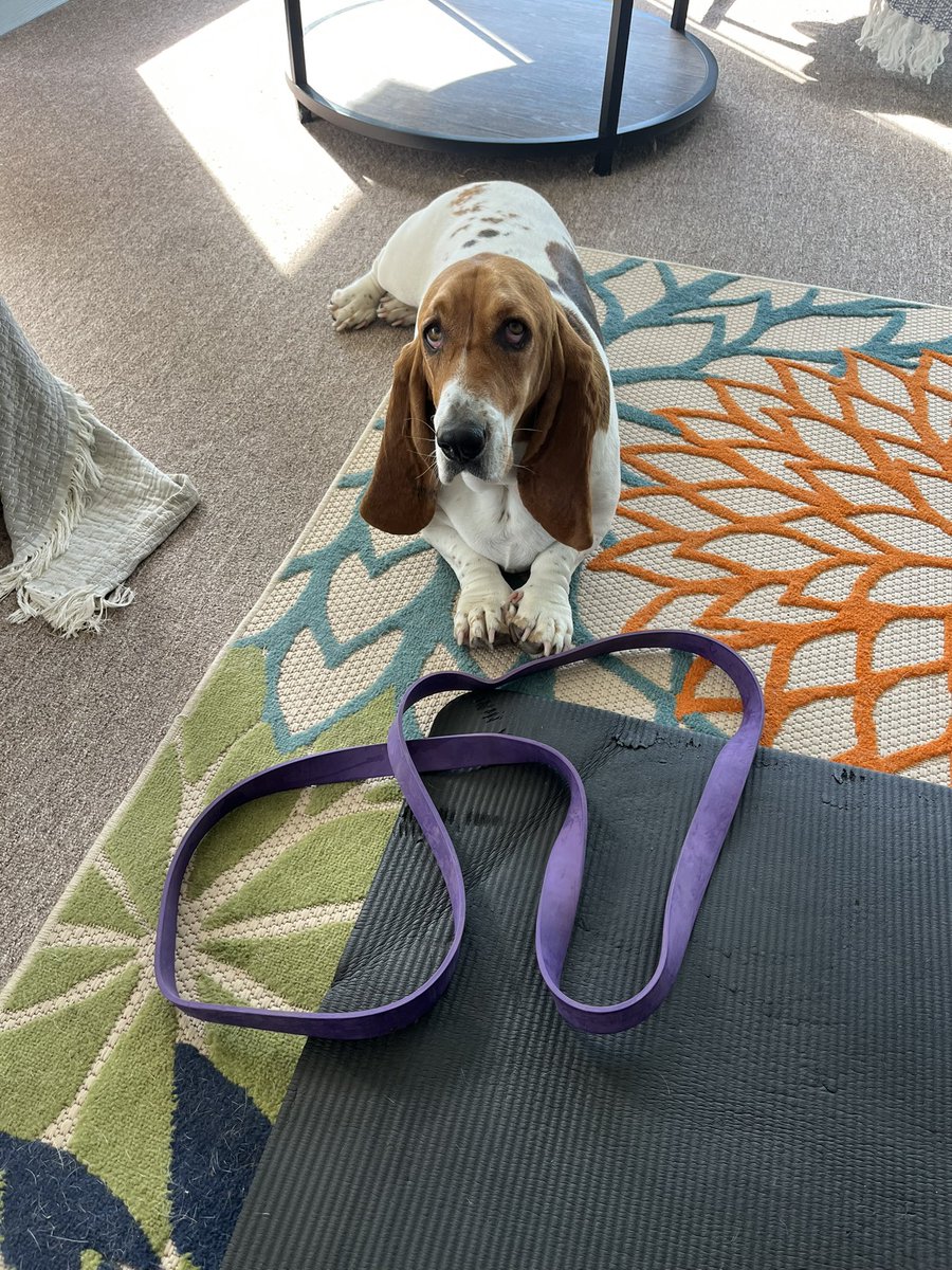 Saturday morning Yoga poses including Down Dog, Up Dog, Annoying Dog, Hungry Dog, Attention-seeking dog.