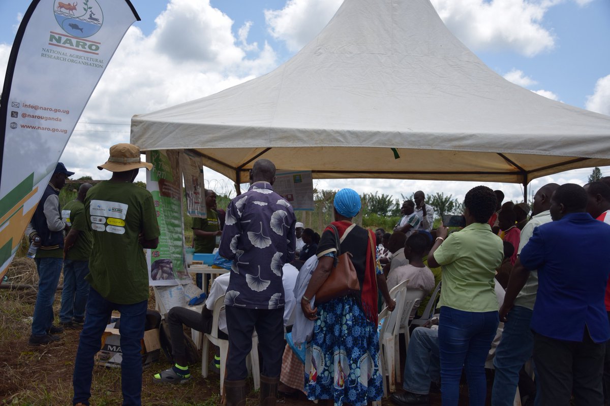 BulindiZ's tweet photo. 🐠 Boosting fish farming the smart way!

Farmers at the #SeedsOfGold #FarmClinic in NARO Bulindi are discovering how quality Nile Tilapia seed ensures faster growth, higher yields, and timely harvests before the dry season hits, a smart strategy for climate resilience. https://t.co/4I4eFyNsjN