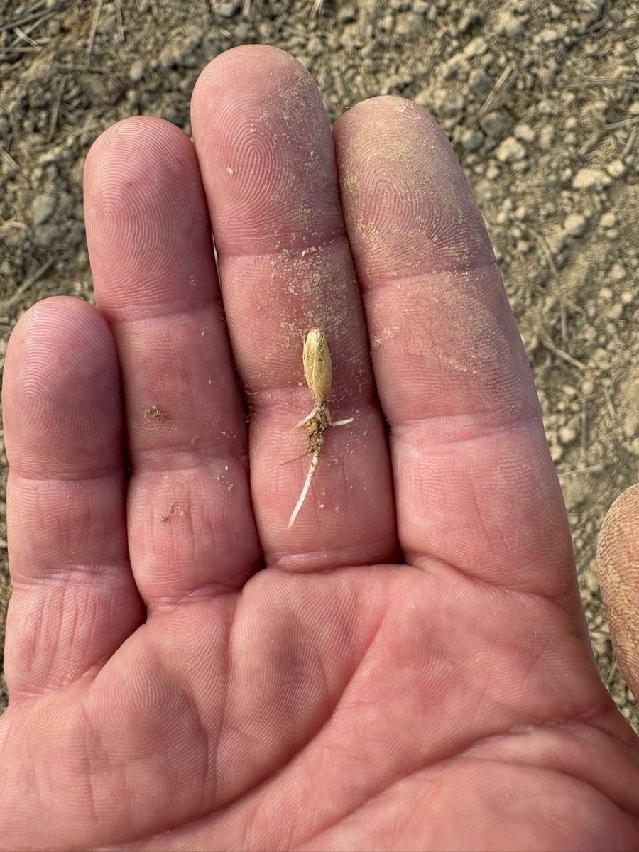 Went in the ground on Wednesday! #HarvestReady #Farming #OatPower