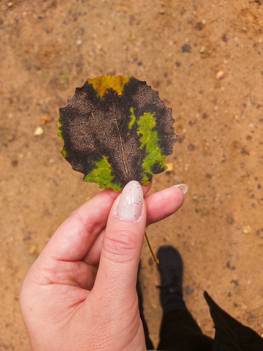 Gaujas nacionālajā parkā. Līgatne. 
Un tur lejā aizlīkumo Gauja.
Atkal viena vieta kur varu sajusties maza
#samsungA70 #latvia #vidzeme #Līgatne #gaujasnacionālaisparks