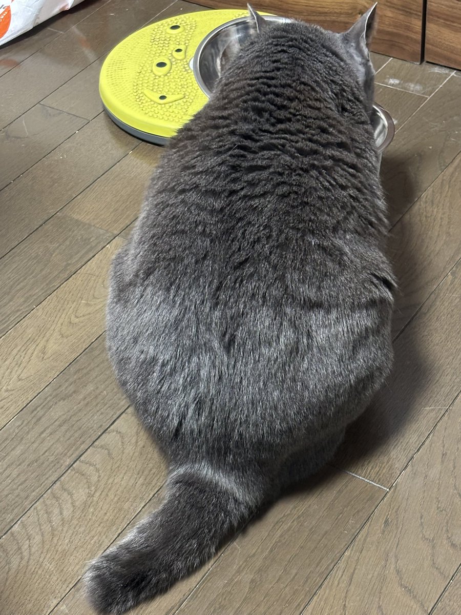 nekonekoSFN's tweet photo. 角度のせいでダイエット器具の上にお皿があるみたい… https://t.co/uCO2v3u6fh