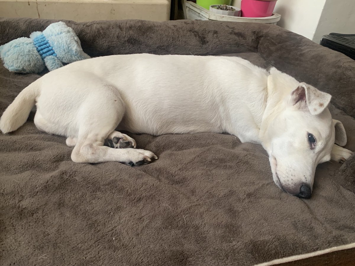 Has estat 17 anys el nostra costat i donar-nos companyia i amor incondicional , vola alt Lluna , et trobarem a faltar😥💔