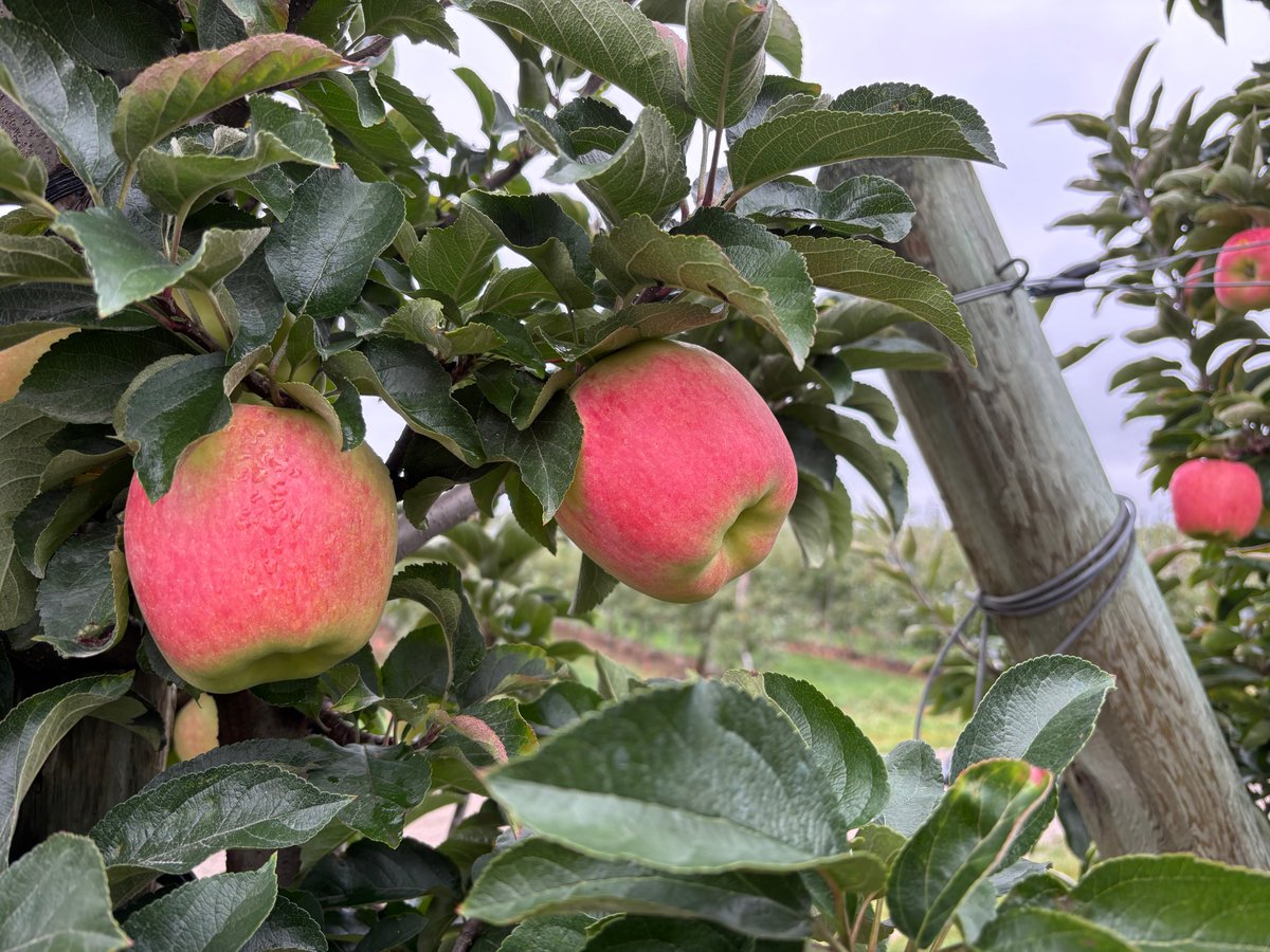 These Ambrosia apples are colouring and sizing well on  September 25 <a href="/WilmotOrchards/">Wilmot Orchards</a> near Newcastle, ON <a href="/growernews/">The Grower</a> @ontariapples