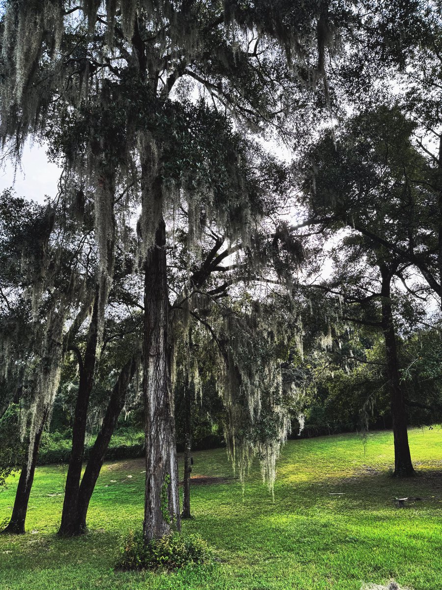‘Life was a willow, and it bent right to your wind’ 🍃

#willowtree #nature #photography #foryou #fyp