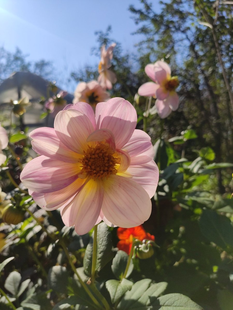 One_love_1989's tweet photo. #flowes #nature #beauty #aestetic https://t.co/pMR8iyWHcY