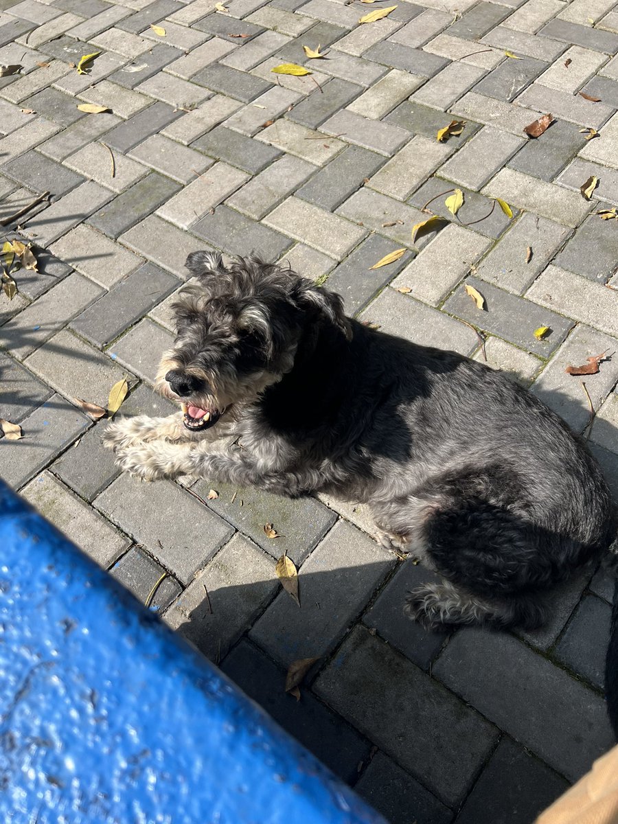 Hoy mi Poyis amaneció radiante ♥️