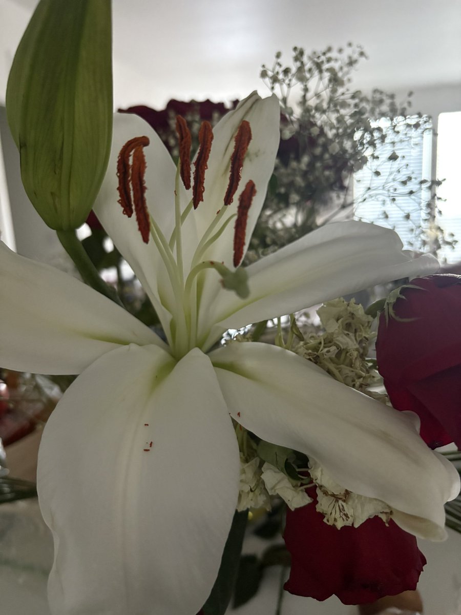 GM everyone!!! It’s raining! I love it! Have a lily, it smells great!!!