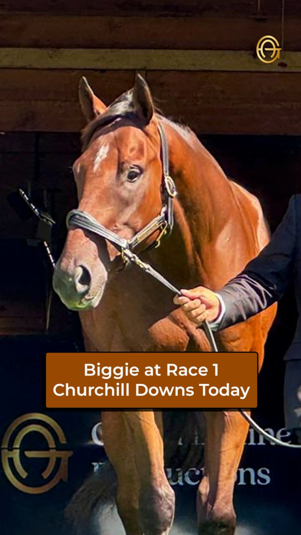 Global Equine Productions tweet media