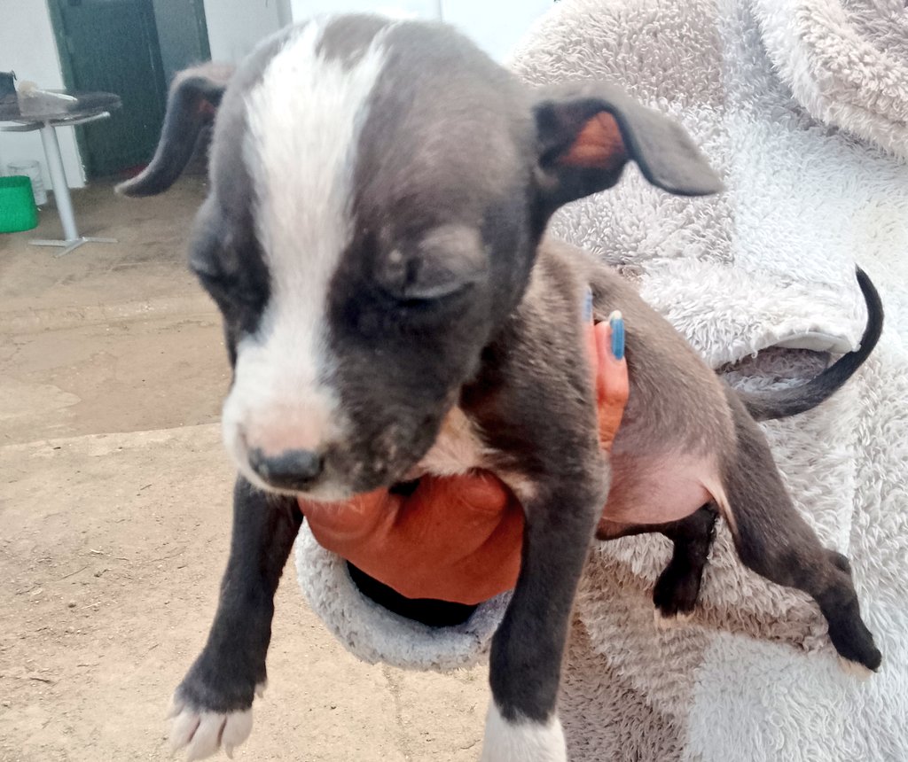 Every single day I see the suffering of animals — the neglect, the abuse, the pain humans inflict on them. I will never understand it. Never.
And yet, so many people go on with their lives as if this broken reality does not exist. But once you have seen it — the hunger, the fear,