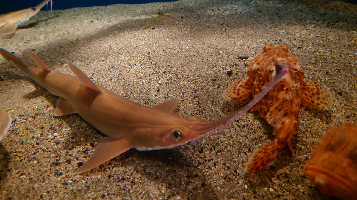js2dwj's tweet photo. 水族館も雰囲気良かったです！
いおワールドかごしま水族館 https://t.co/dOp7TkJ3Ii