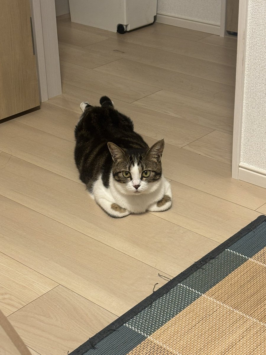 ZsanStars's tweet image. #香箱座りの亜種

綺麗な香箱座りかと思ったらツチノコだったうちの娘