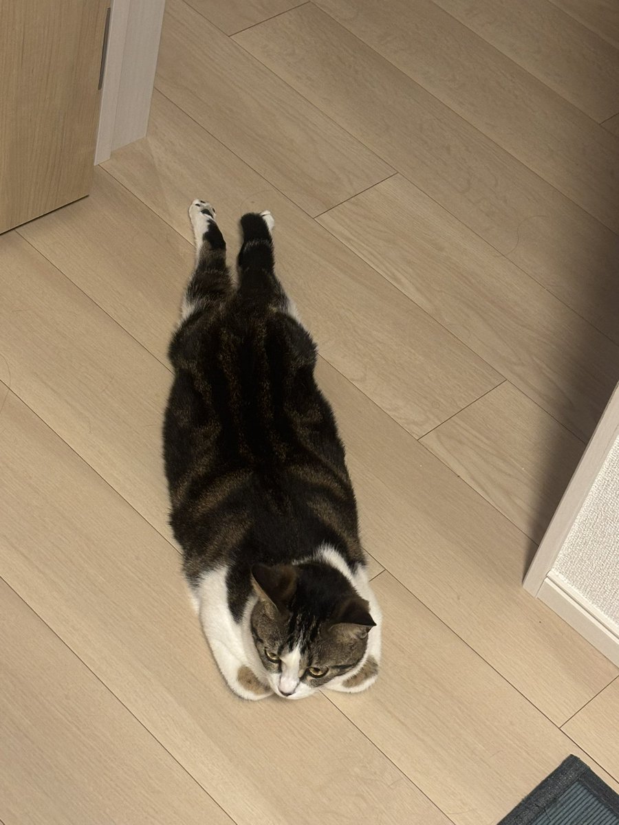 ZsanStars's tweet image. #香箱座りの亜種

綺麗な香箱座りかと思ったらツチノコだったうちの娘