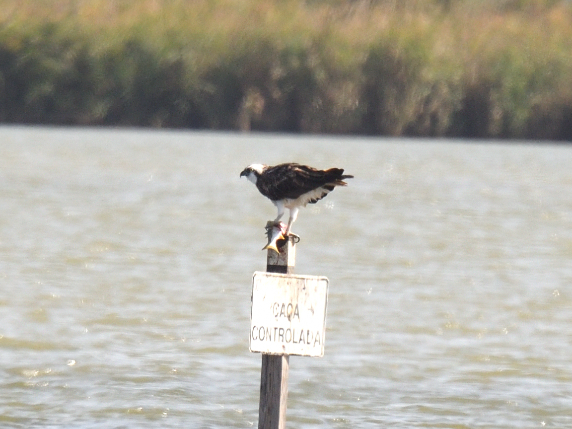 The first #Osprey we saw on Laguna Garxal and had just caught a fish when we saw it (fish was still flapping around!) and was unringed #EbroDelta #Spain