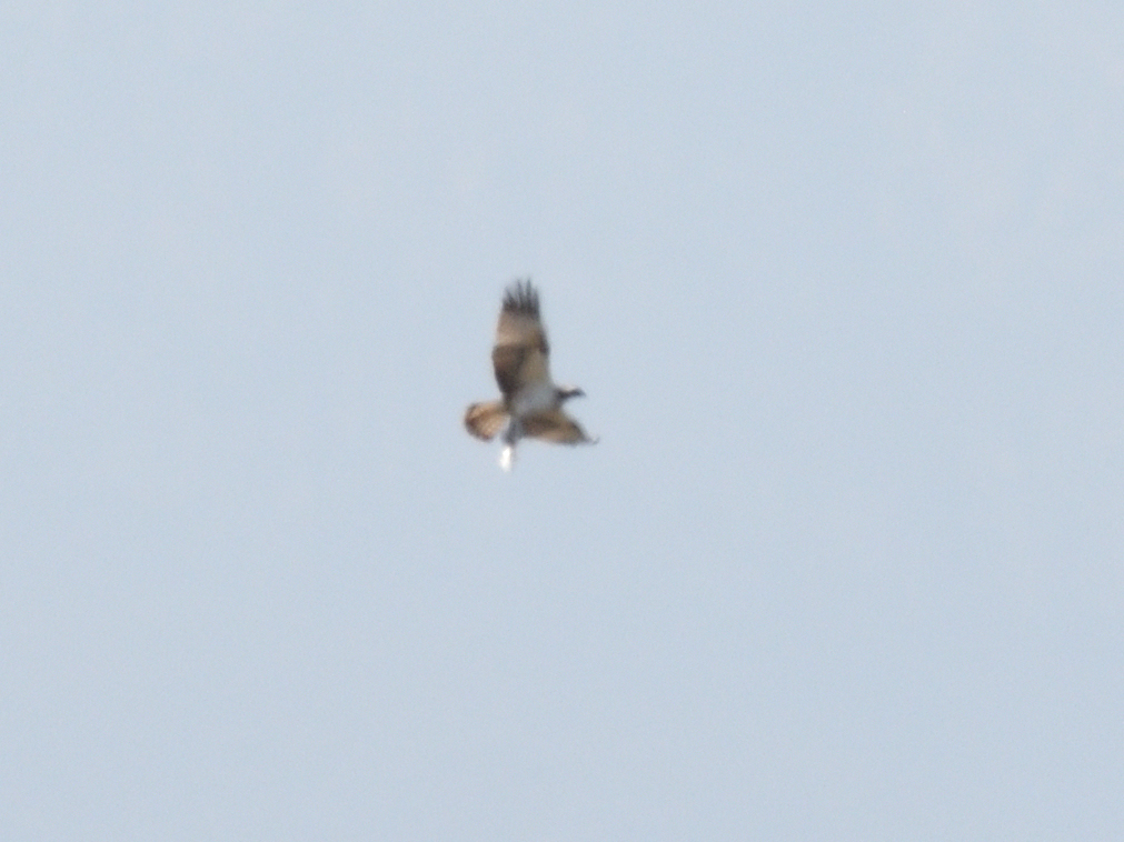 Bit of an #Osprey day today, 2 possibly 3 Ospreys seen, the second was a ringed bird which I believe to have been ringed in Germany - a black ring with C8 over V4. We watched it make several attempts before catching a fish a fair distance from where we were #EbroDelta #Spain