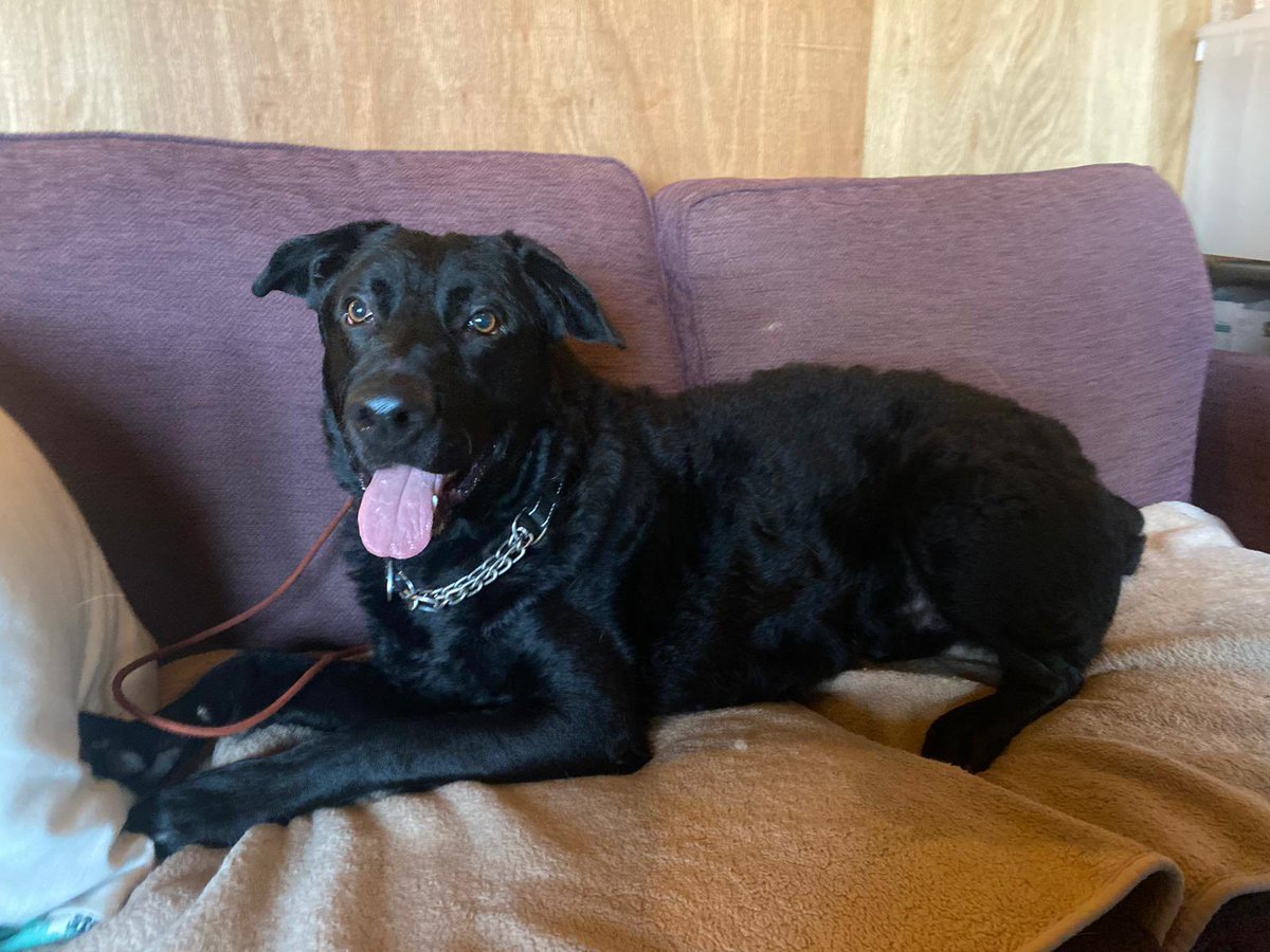 Rocco walks past dogs neutrally, he needs to continue on a neutral path building up to managed socialisation.
He’s a very tolerant dog and ready to listen 
He is not for cats
He is located in #Nottinghamshire
doggydensukrescue.co.uk/rescue-applica…
#Nottingham #Sheffield #Ollerton #Derbyshire