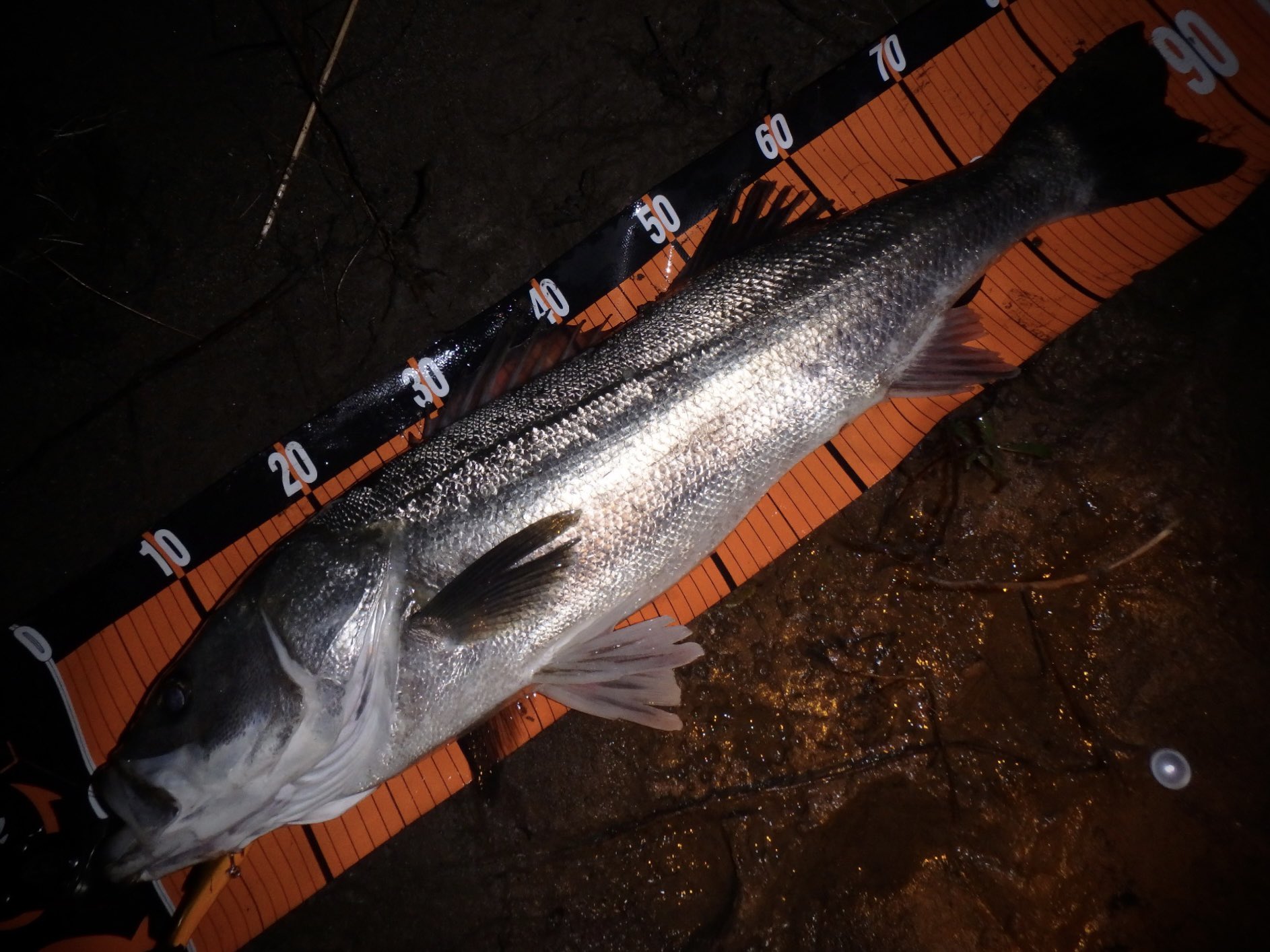 シーバス　引退品 Muto (@Cameler89) / X