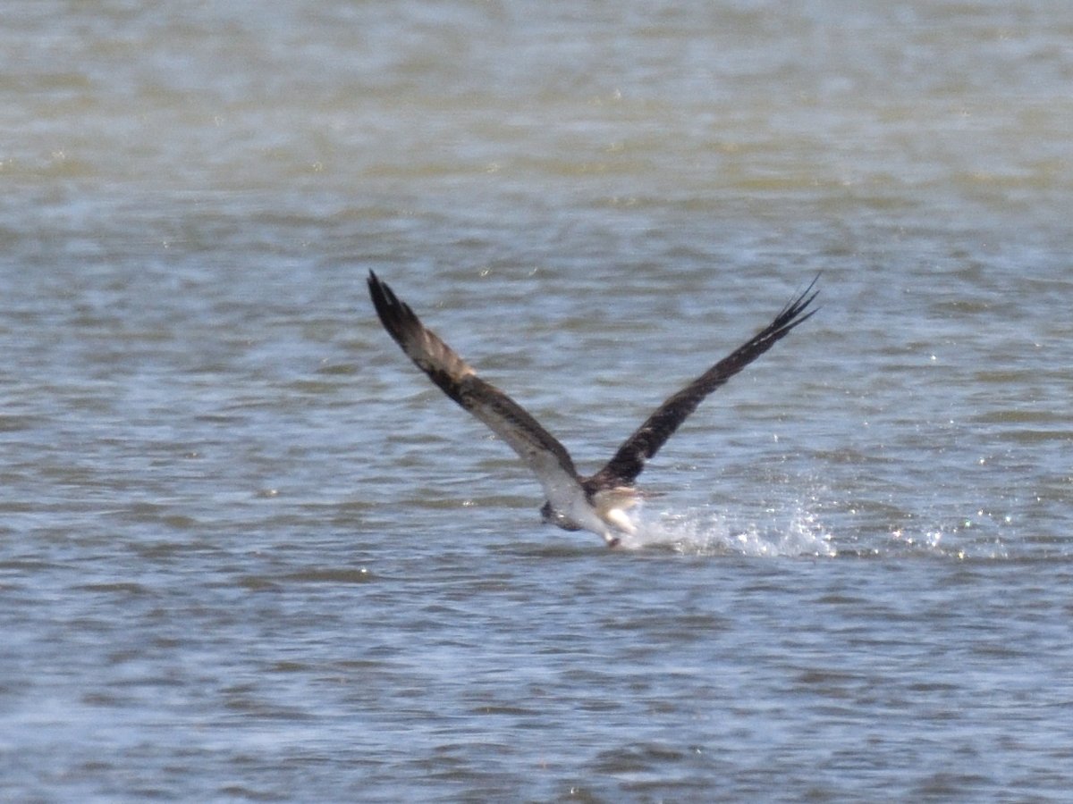 We watched the first #Osprey eat the fish and as soon as it had finished it did something I've not seen an Osprey do before, it took off and flew low back into the water several times appearing to wash it's feet! why not eh? 😁#EbroDelta #Spain