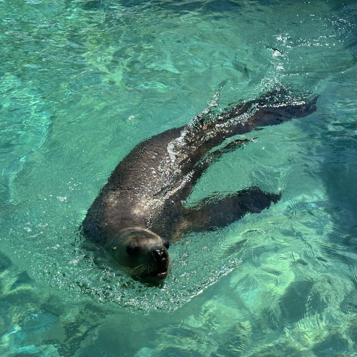 トド。こんなに優雅に泳ぎたいものです♪
