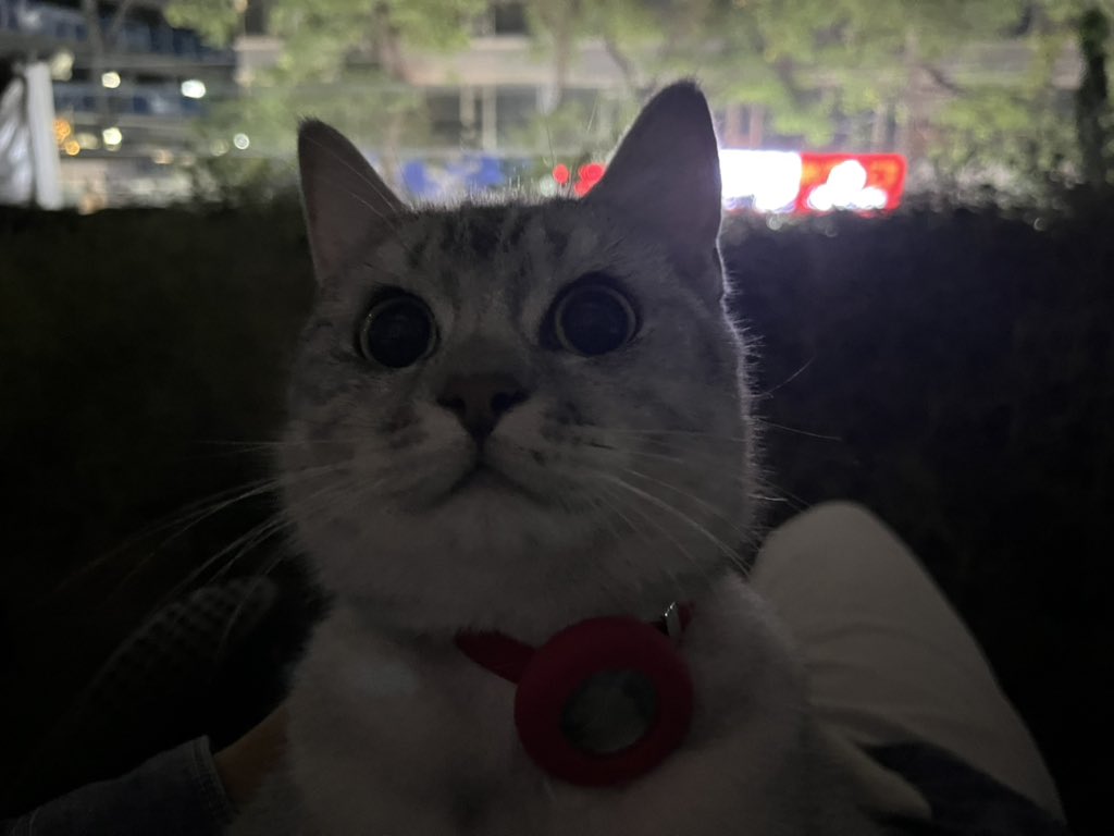 wangrongding's tweet image. 小猫最近非常乖，奖励它一部手机🥳