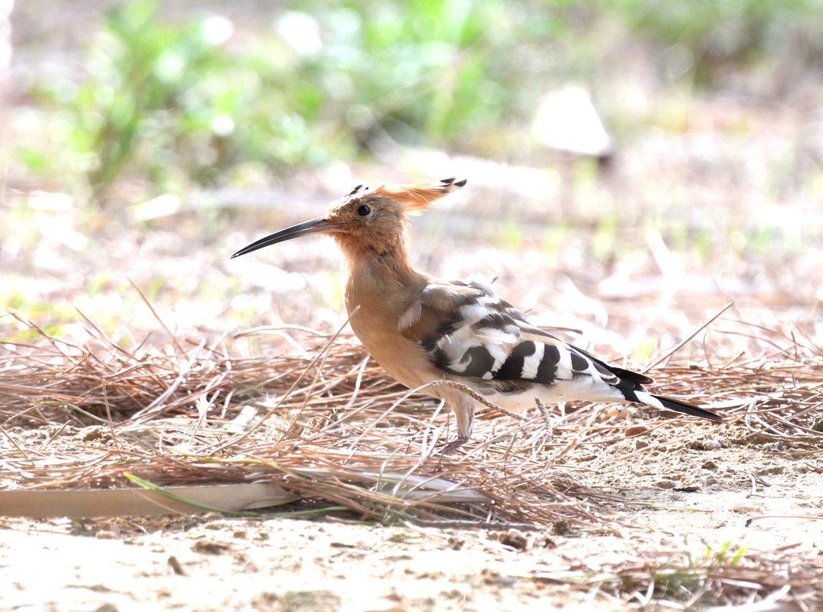 #Hoopoes featured quite a lot today too, most hiding in the shadows but always fun to see them #EbroDelta #Spain