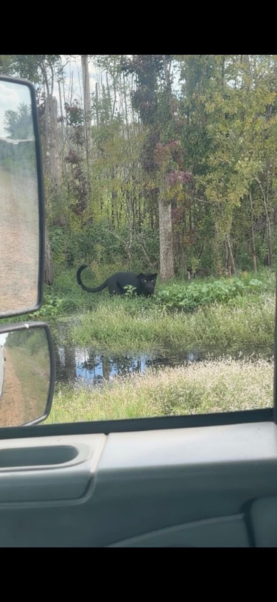 BilliamWad's tweet image. Insanely rare black panther seen in North Carolina today. Mountain lions are ‘technically’ supposed to be extinct in the eastern US… but locals know very well that they are up in Raleigh