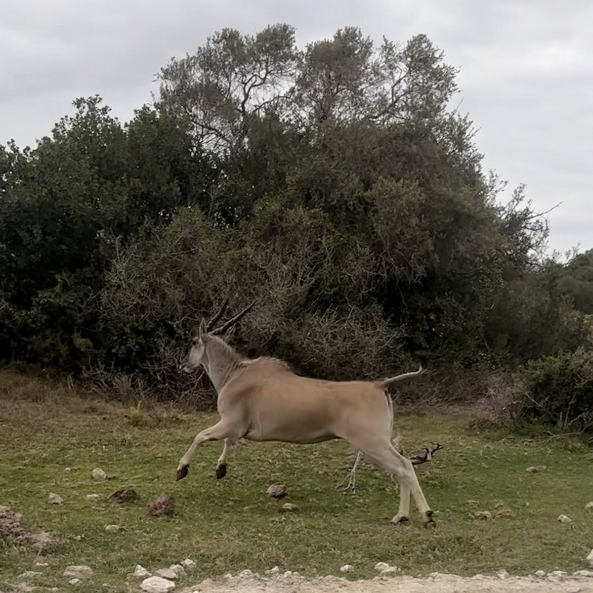 friedalloyd's tweet image. Go Bokke! #gobokke #overberg #dehoopcollection