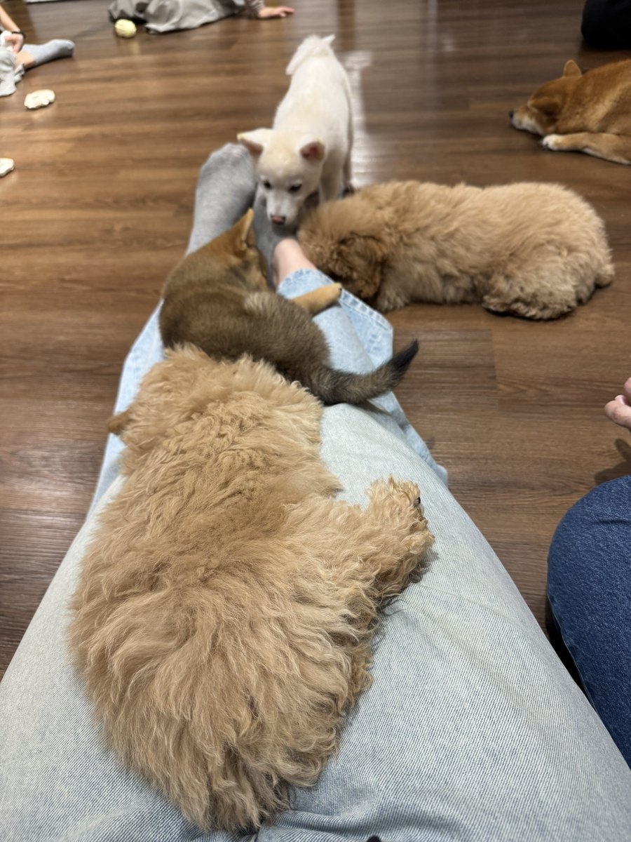 mindho_'s tweet image. วันนี้อยู่ยาวๆที่งานเพราะ
รอเป่าเค้ก❌
เล่นกับเด็กๆเพลิน✅
งานน่ารัก บรรยากาศก็น่ารัก แถมมีเด็กคอยเอน(?)ให้ตลอดทั้งวัน ส่วนเต็มเต็มนั้น ดีดแค่ไหนให้วิดิโอบรรยาย😆

#THAIchayanon  
#21stShiningTHAIstory