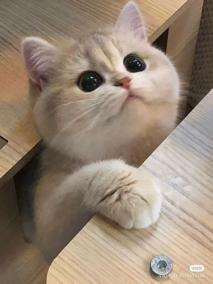 small kittens are cute tweet media