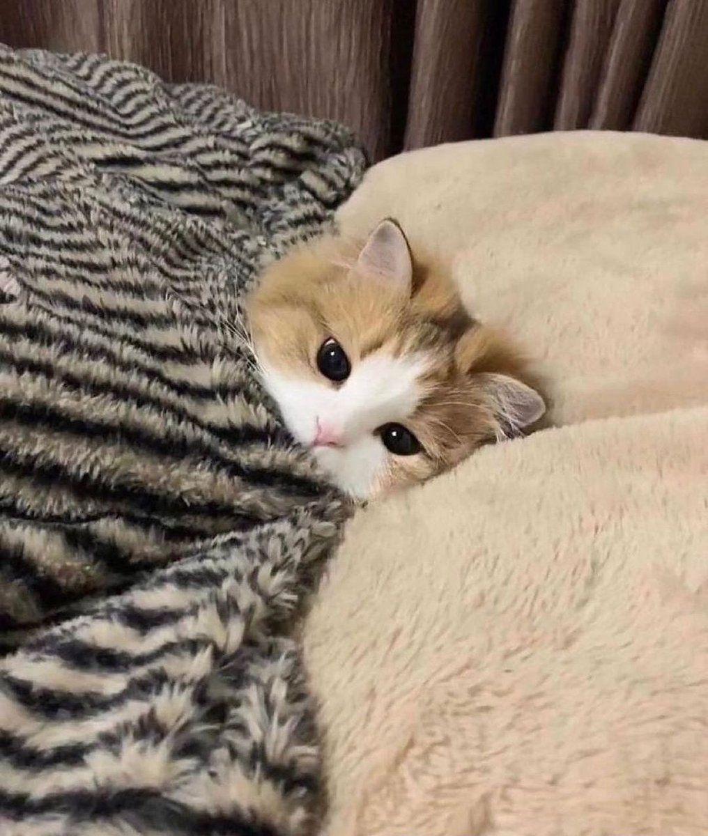 small kittens are cute (@smallcutekitten) on Twitter photo 