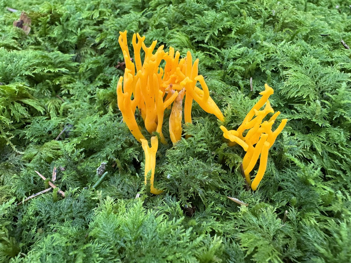 Yellow Stagshorn in moss. Beautiful colours. Klebriger Hörnling innitten von Moos. Die Farben sind einfach toll.