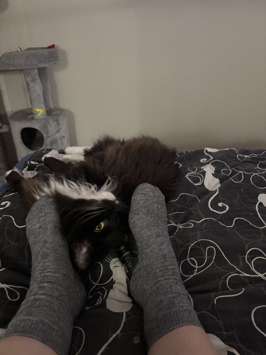 В отличие от мужа, у меня ноги в край кровати не упираются, поэтому кошка щемит меня. Я то пендаль во сне не дам.