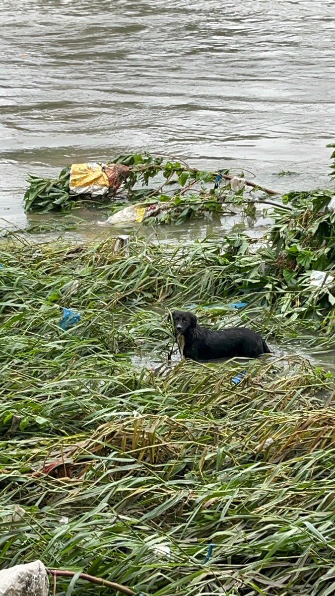 Animal Warriors Conservation Society tweet media