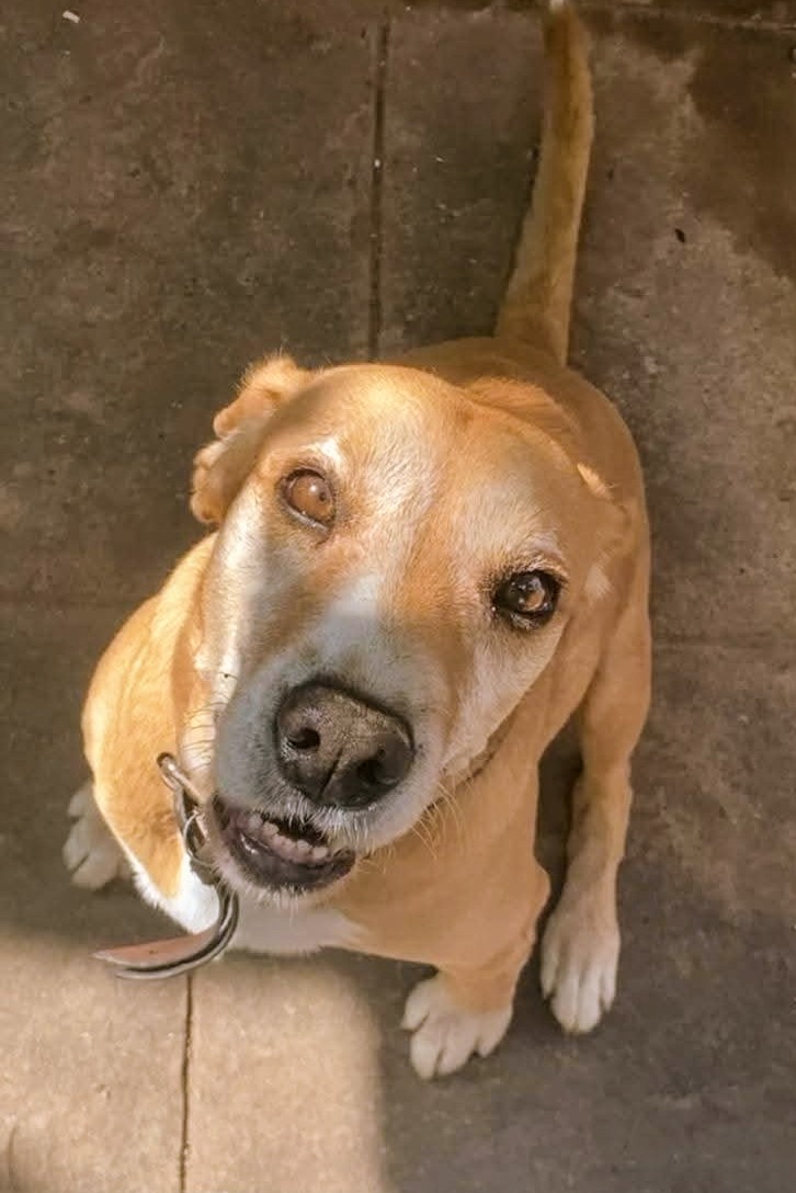 🆘🆘¡¡ATENCIÓN!!🆘🆘
MIKI, se ha escapado por la zona de la piscina de Can Butjosa y anda perdido por #ParetsdelValles
#Barcelona.
Si lo veis contactar
📞 635 01 65 28
Máxima difusión.
#XarxaBarcelonaPerduts
#FemXarxa