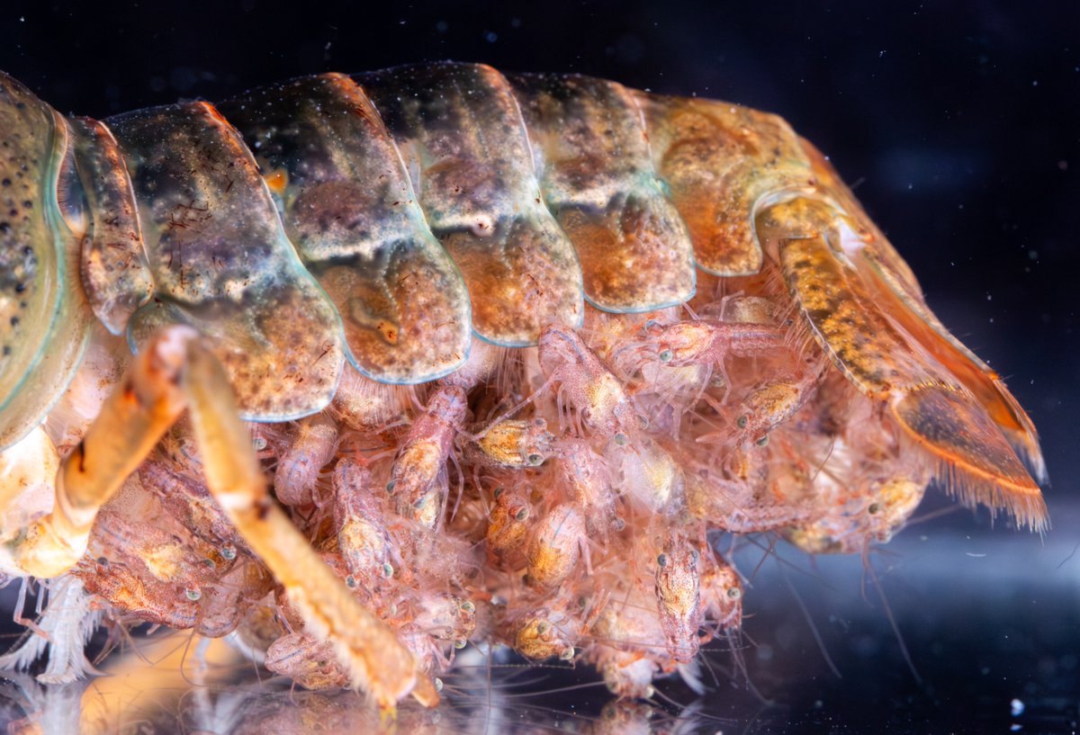 Jack C Koch (jackckoch.bsky.social) tweet media