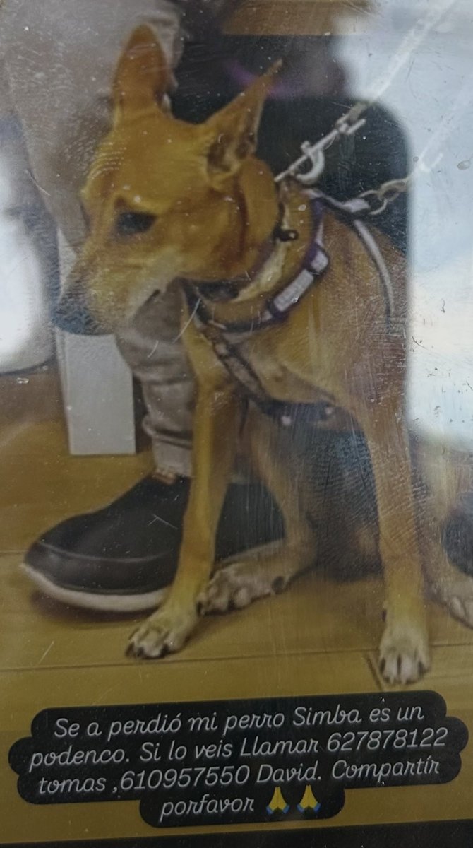 Aquest mati, un ciutadà ens ha aturat tot demanant ajud per trobar el seu gos..
Us adjuntem la captura d’imatge que està circulant.. <a href="/avpcsvc/">PC SVCastellet</a>