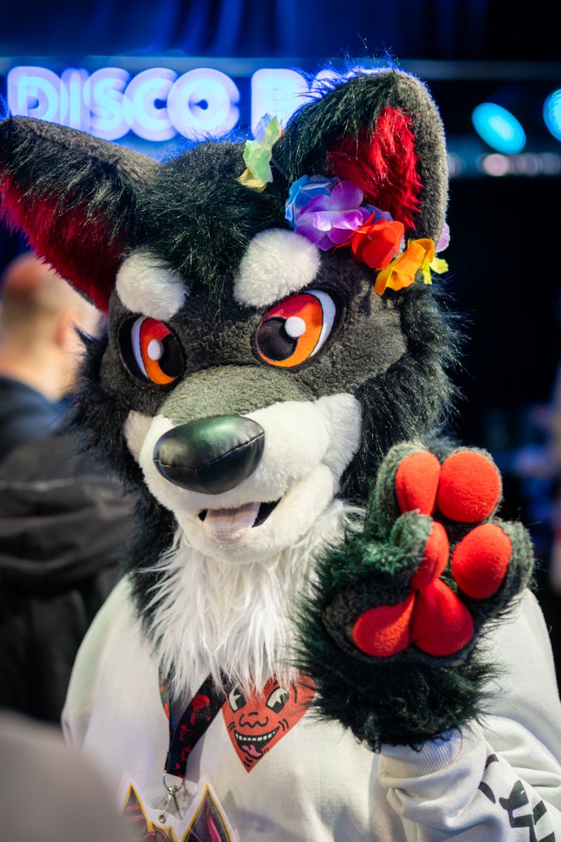 afurryhusky's tweet photo. literally the only place to find me is where a disco is ☺️

📸 @.riot.photos

#furry #furryfandom #furrycommunity #furries #fursuit #fursuiteveryday https://t.co/ouPLbAxqAm
