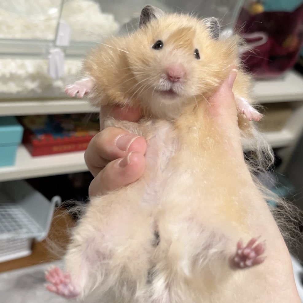 思い出みたらし編