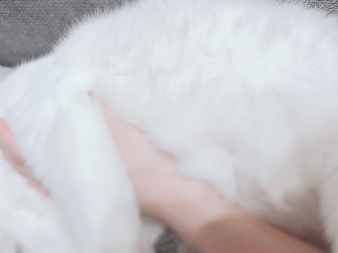 小熊まむ【iLiFE!】 (@iLiFE_koguma) / X