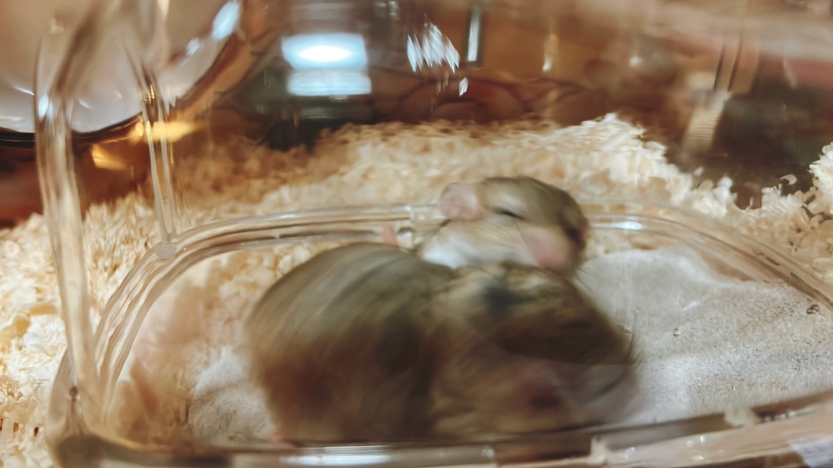 思い出きなこもちわらびもちええ加減にせえよ編