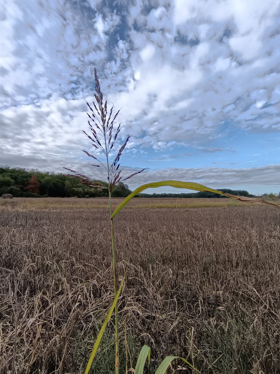 Illés Éva tweet media