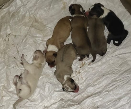 ssathya106's tweet image. 6 PUPPIES  AVAILABLE  COMMUNITY  DOG IAM SEARCHING  ADOPTERS  STILL NOT FOUND IF ANY ONE WANTS KINDLY (DM) #savedogs #communitydogs 🐶🐶 #saivignesh  #Guindy #Velachery ......# Now they opened their eyes... #puppies