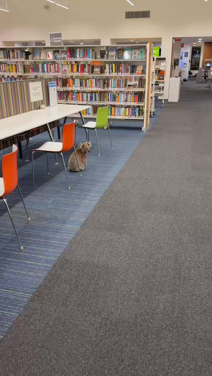 WillZamora's tweet image. #RandomShot #Funny
I saw a koala in the library. Haha. Can koalas read?